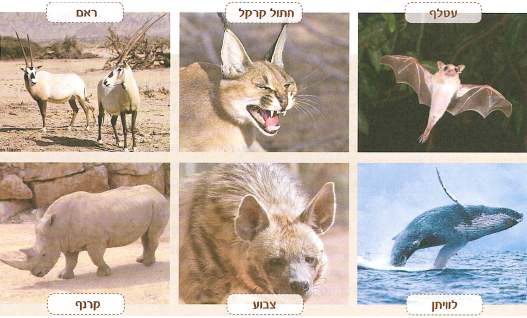 (בספר שתי תמונות)